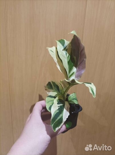 Калатея fusion еллоу