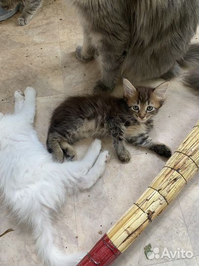 Отдам котят