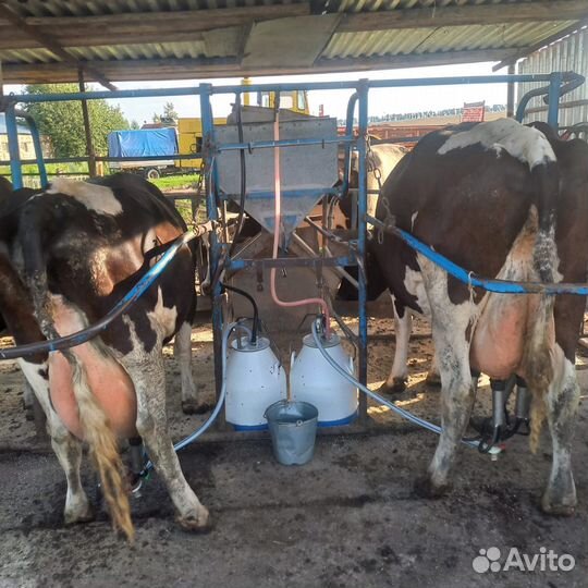 Продам дойных коров оптом 30шт