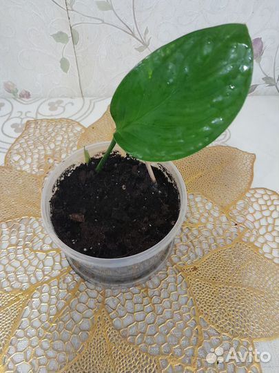 Филондендрон