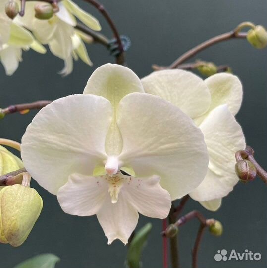 Орхидея фаленопсис
