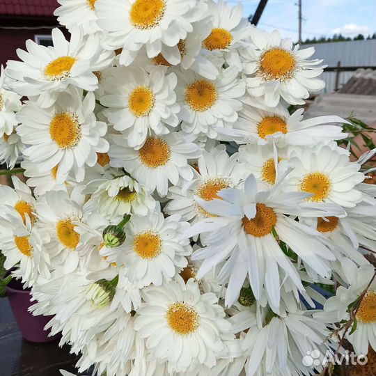 Многолетние цветы для сада