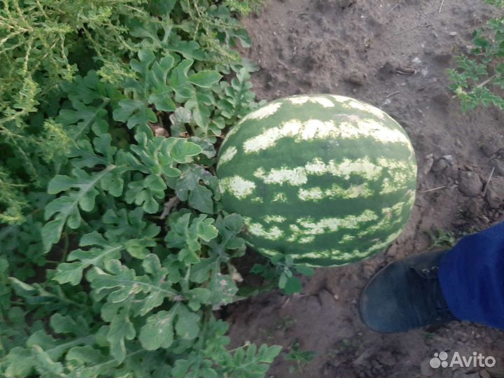 Арбузы