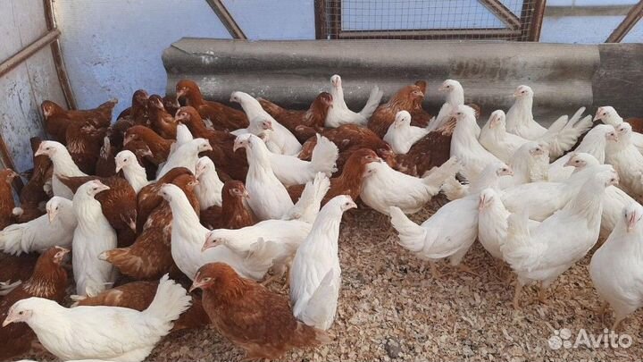 Куры несушки к порогу