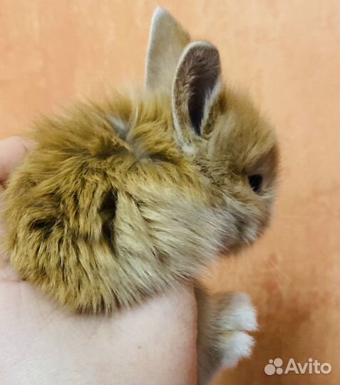 Декоративные крольчата