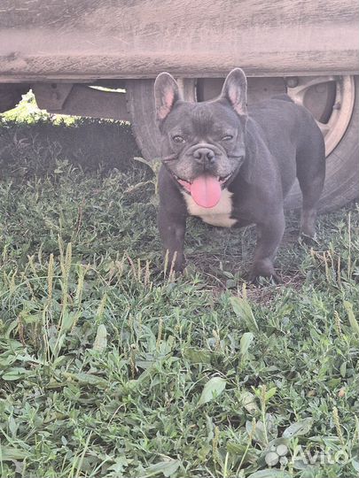 Французский бульдог