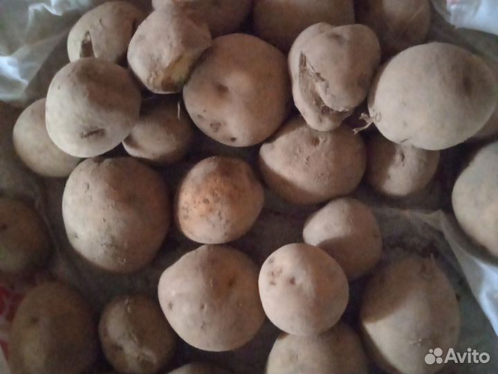 Продукты питания для животных