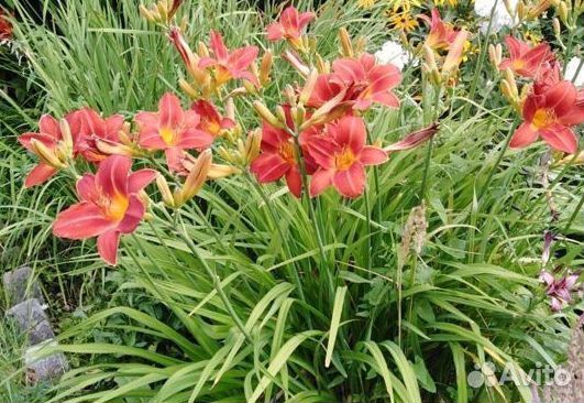 Лилейники сортовые