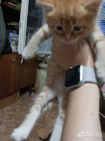 Котята в добрые руки бесплатно