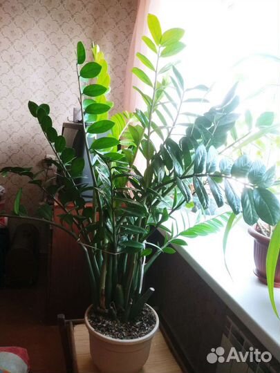 Замиокулькас взрослое растение