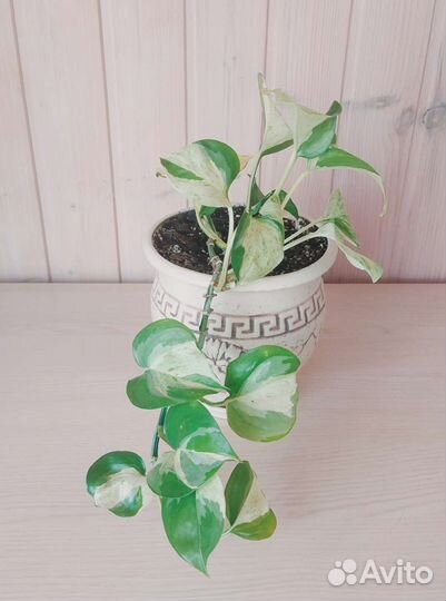 Эпипремнум Марбл Эппл (Тайский клон)