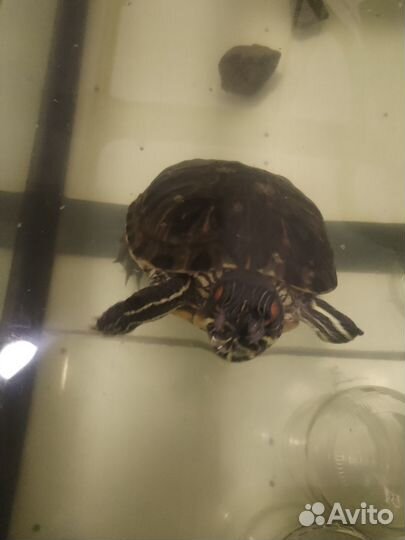 Красноухая черепаха