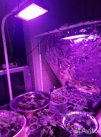 Фитолампа для рассады, растений