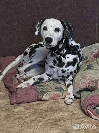 Далматин Тайра