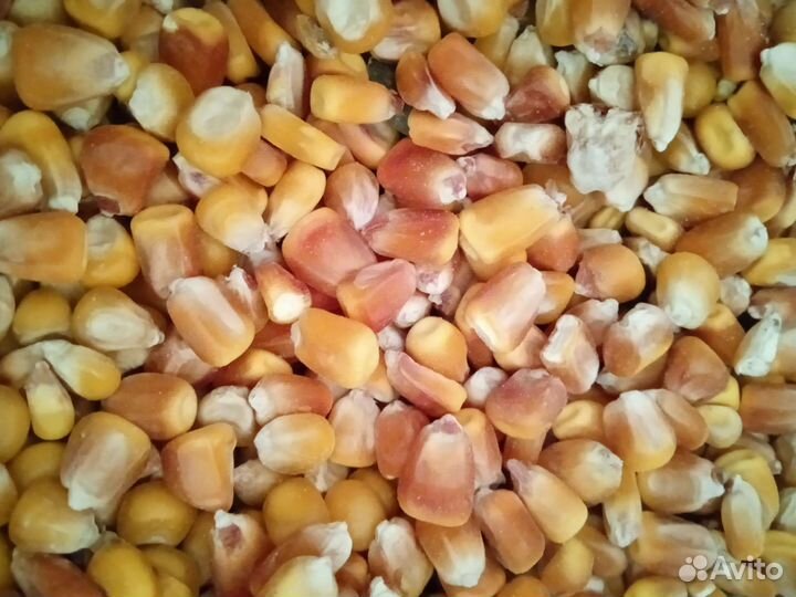 Ячмень,пшеница,семечка,кукуруза на развес