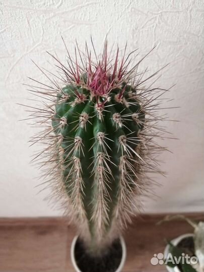 Кактус / опунция