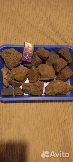 Аквариумная живность Моллинезия Лимия Лава