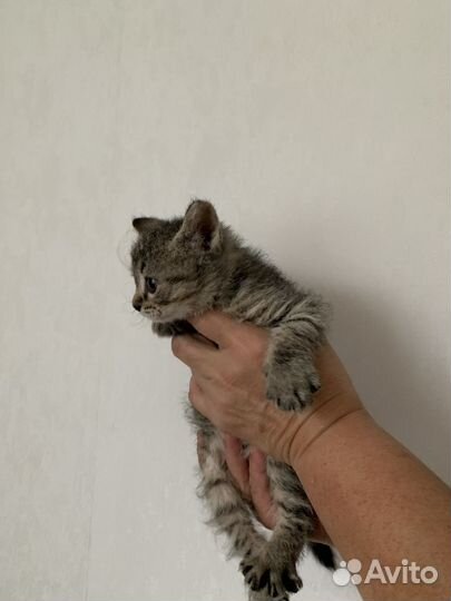 Котята в добрые руки, даром, 1,5 месяца