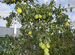 Саженцы Плодовые деревья Яблони Груши
