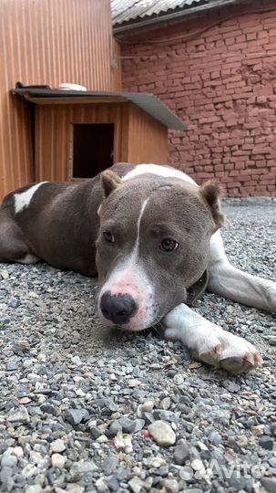 Щенки питбуля