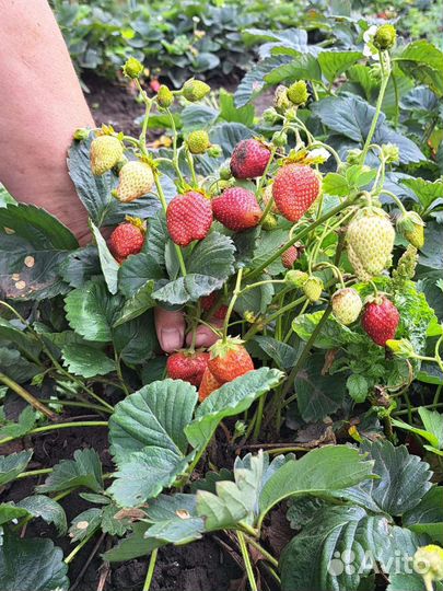 Усы Клубника ремонтантная