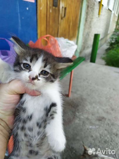 Кошка в дар бесплатно