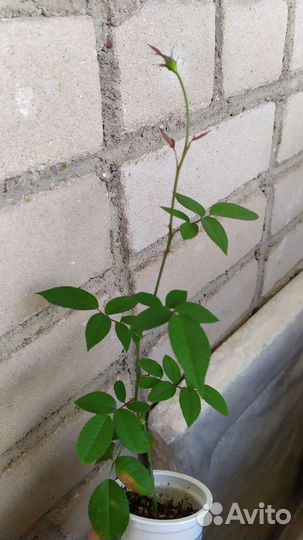 Бенгальская роза