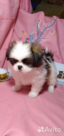 Собаки щенки мини