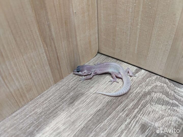 Малыш эублефар