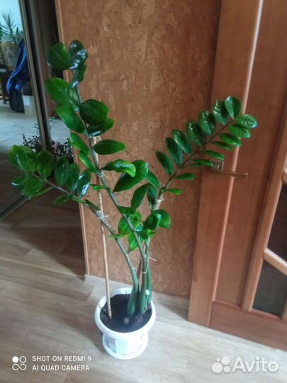 Замиокулькас 3 ветки