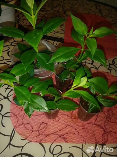 Эсхинантус