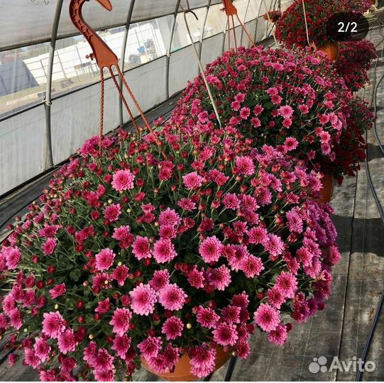 Ампельная хризантема