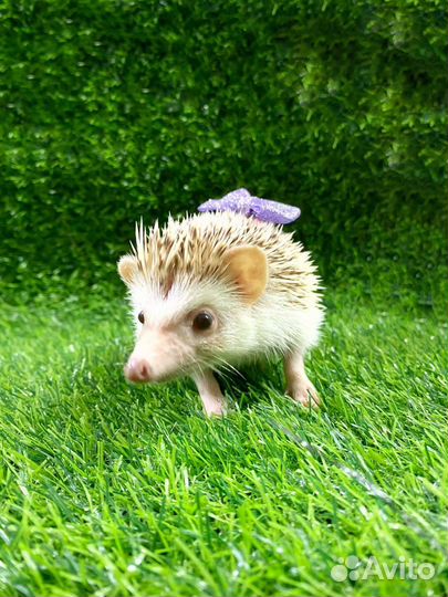Африканский карликовый ёжик