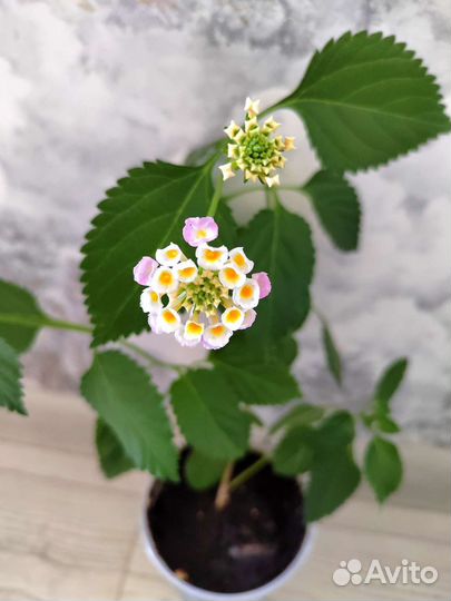 Лантана камаро. Цветет круглогодично