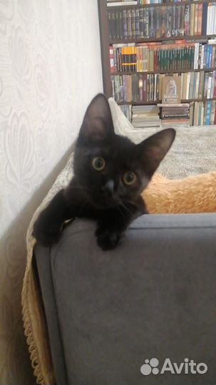 Кошечка-черничка