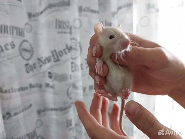 Крысята стандарт/дамбо