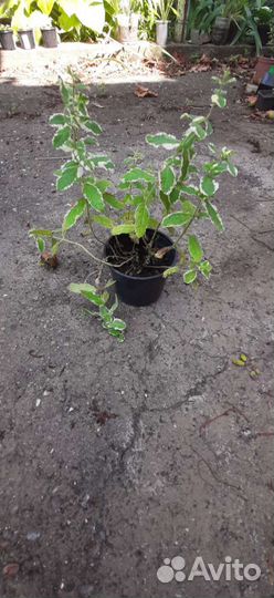 Герань тюльпановидная