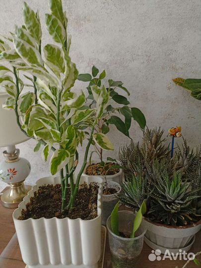 Комнатные цветы