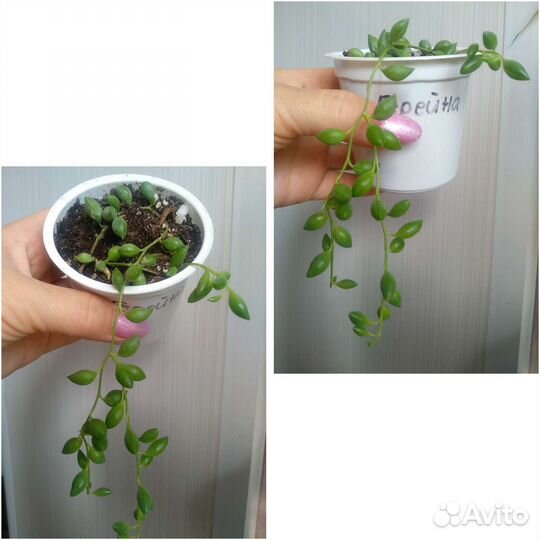 Кактусы и суккуленты