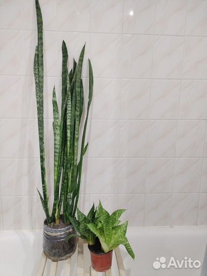 Сансавьерии