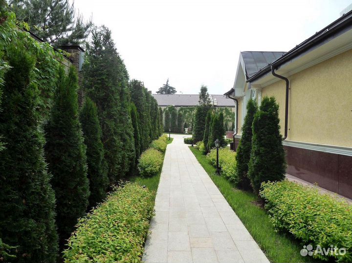 Туя екстра класса