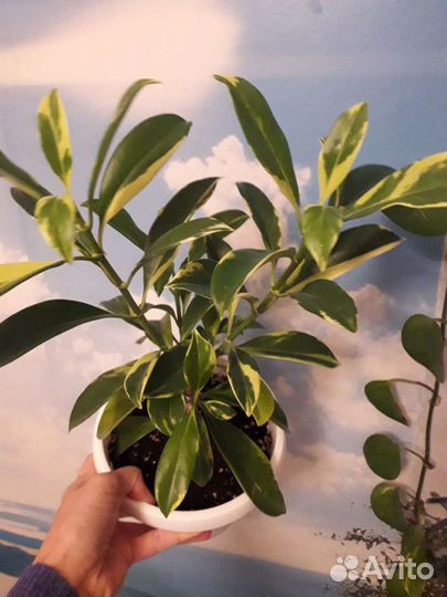 Фагрея вариегатная (экзот)