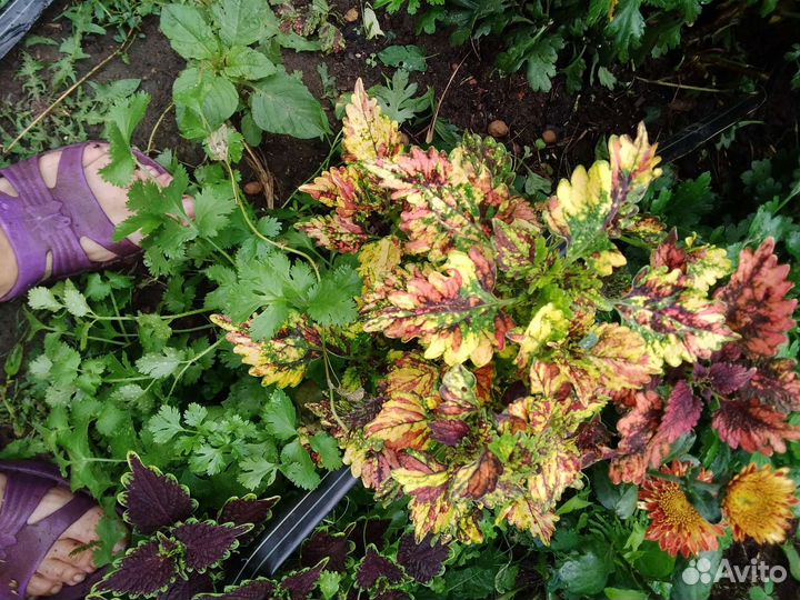 Колеусы ,очиток