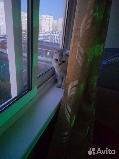 Британская кошка