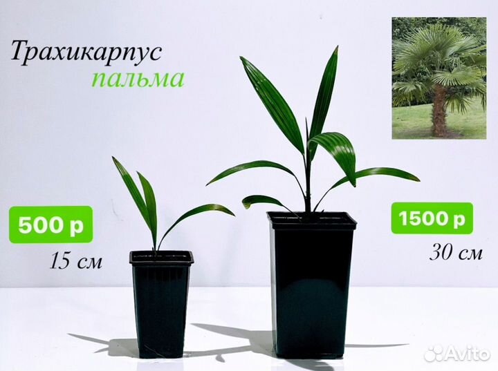 Пальмы пророщенные разные саженцы семена