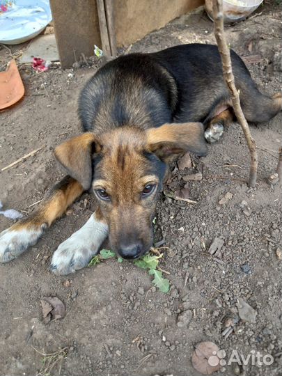 Гладкошерстный парень 4 месяца