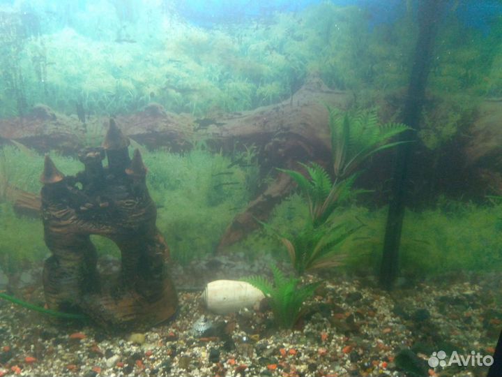 Аквариум 145л.+ 2 рыбки
