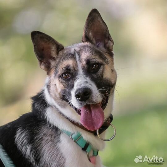 Собака капля в дар бесплатно в добрые руки