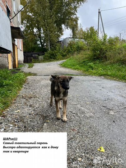 Собака друг человека