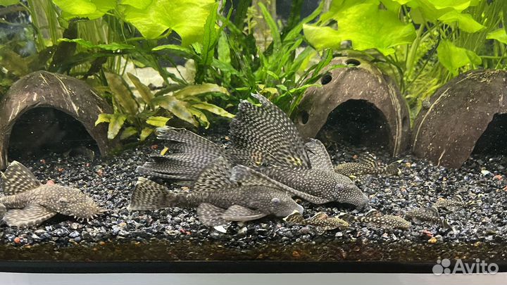 Анциструс сом